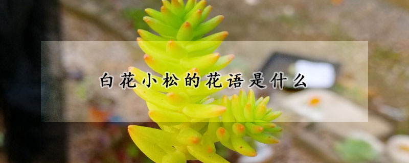 白花小松的花语是什么