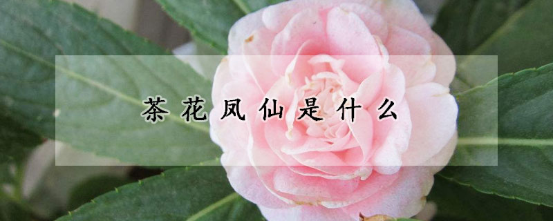 茶花凤仙是什么