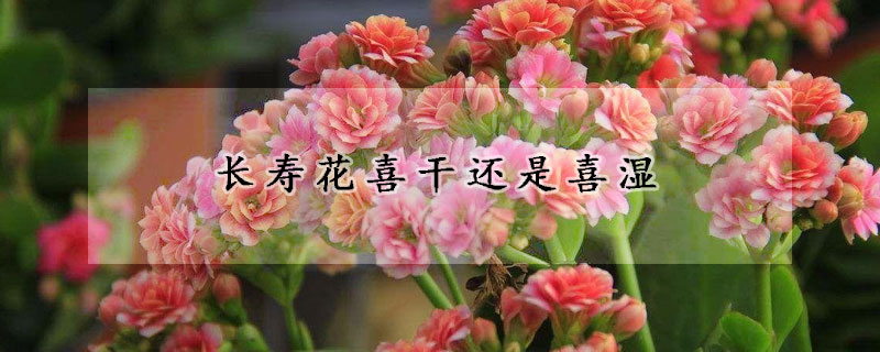 长寿花喜干还是喜湿