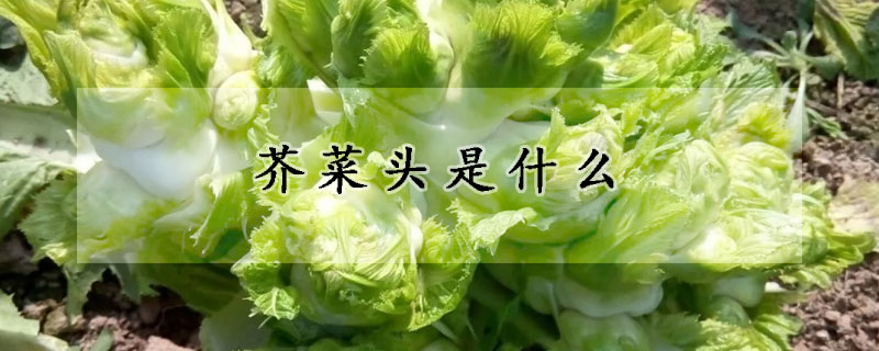 芥菜头是什么