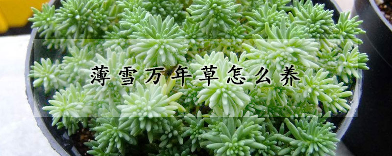 薄雪万年草怎么养