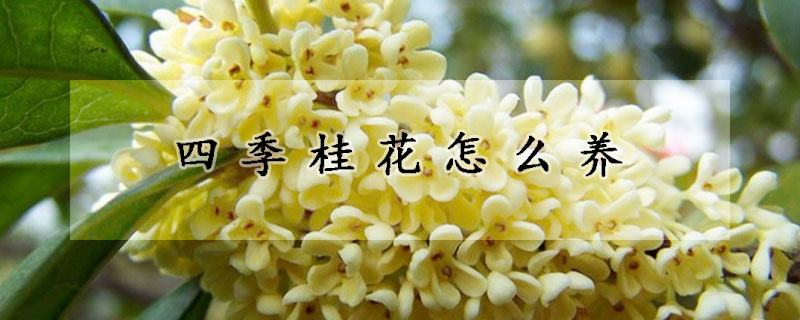 四季桂花怎么养