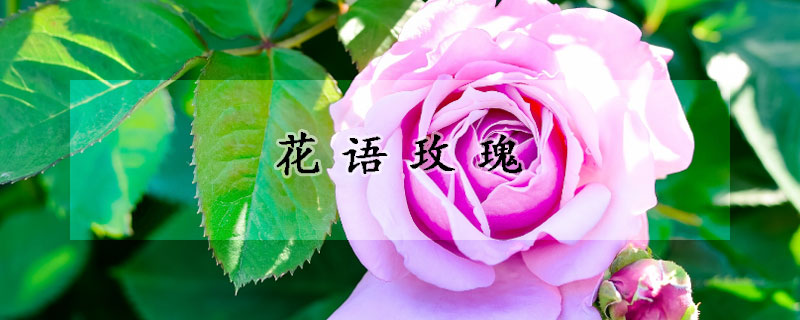 花语玫瑰