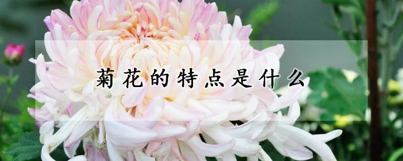 菊花的特点是什么