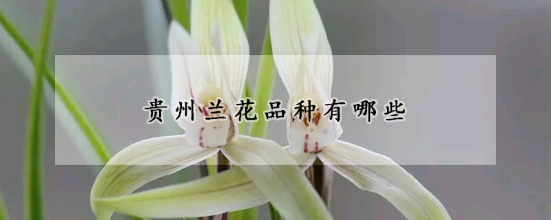 贵州兰花品种有哪些