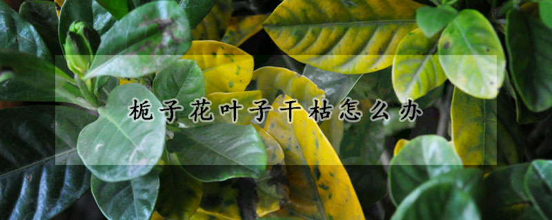 栀子花叶子干枯怎么办