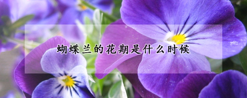 蝴蝶兰的花期是什么时候