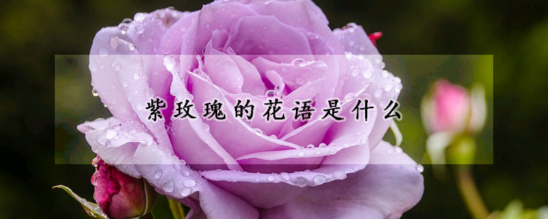 紫玫瑰的花语是什么