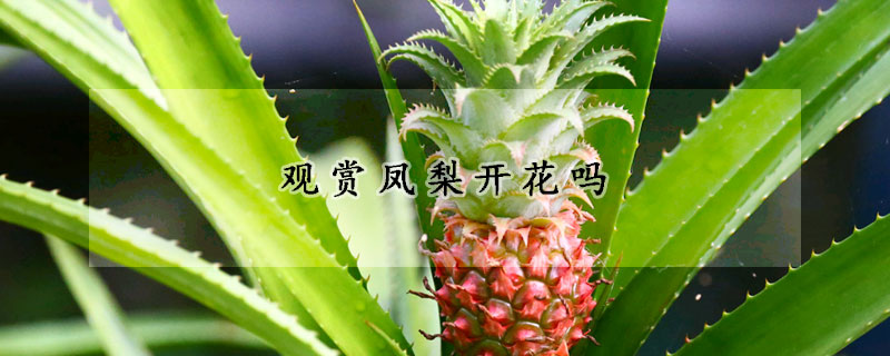 观赏凤梨开花吗