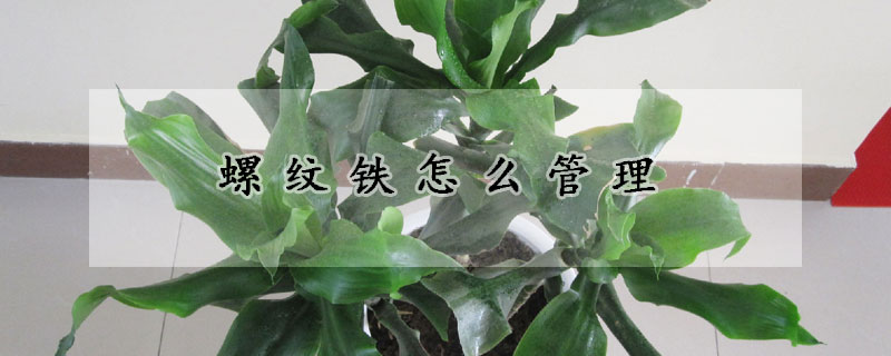 螺纹铁怎么管理