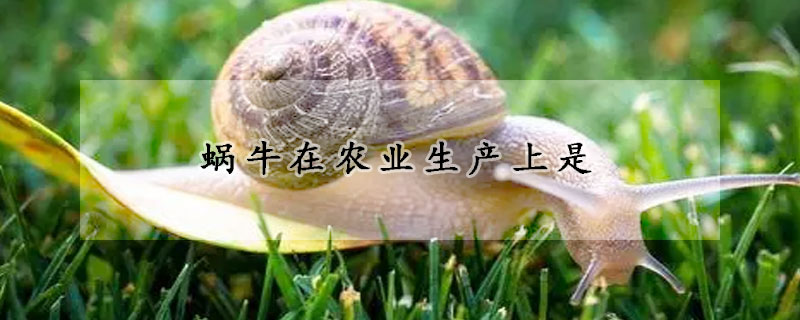 蜗牛在农业生产上是