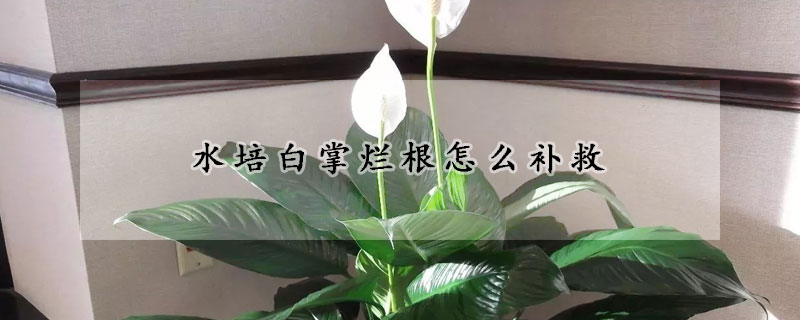 水培白掌烂根怎么补救