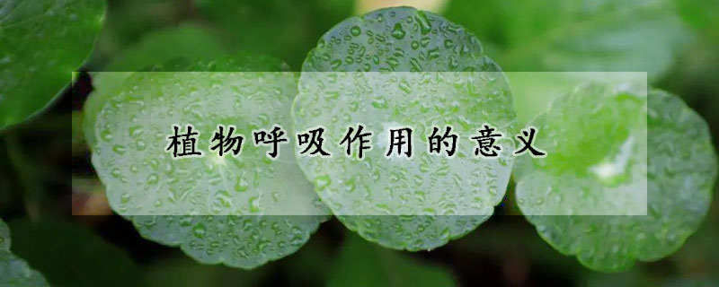 植物呼吸作用的意义