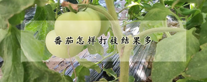 番茄怎样打枝结果多