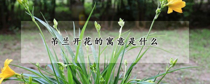 吊兰开花的寓意是什么