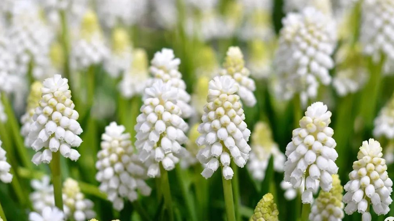 白色风信子花语