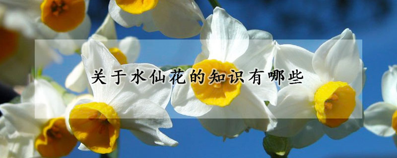 关于水仙花的知识有哪些