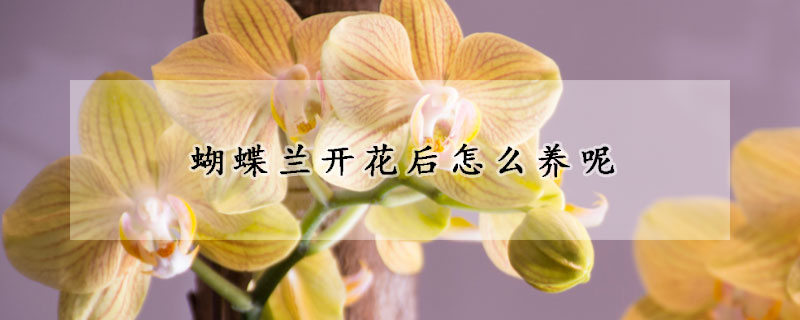 蝴蝶兰开花后怎么养呢