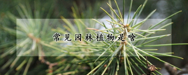 常见园林植物是啥