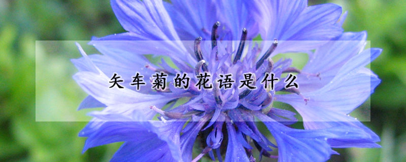 矢车菊的花语是什么