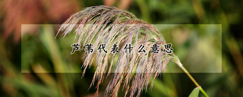 芦苇代表什么意思