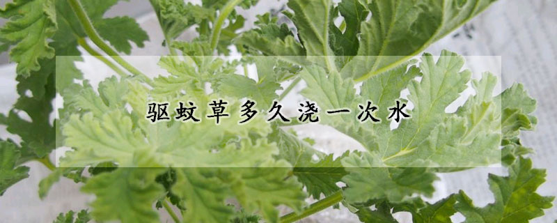 驱蚊草多久浇一次水