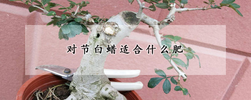 对节白蜡适合什么肥