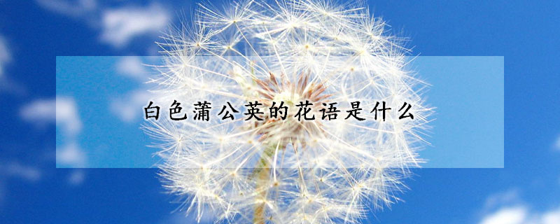 白色蒲公英的花语是什么