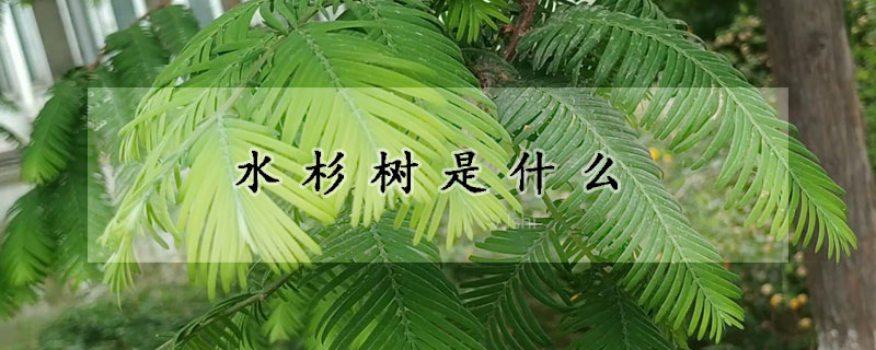 水杉树是什么