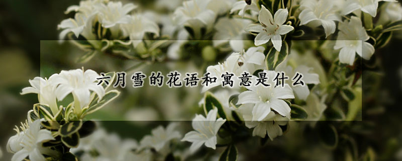 六月雪的花语和寓意是什么