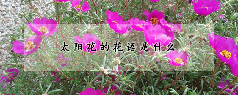 太阳花的花语是什么