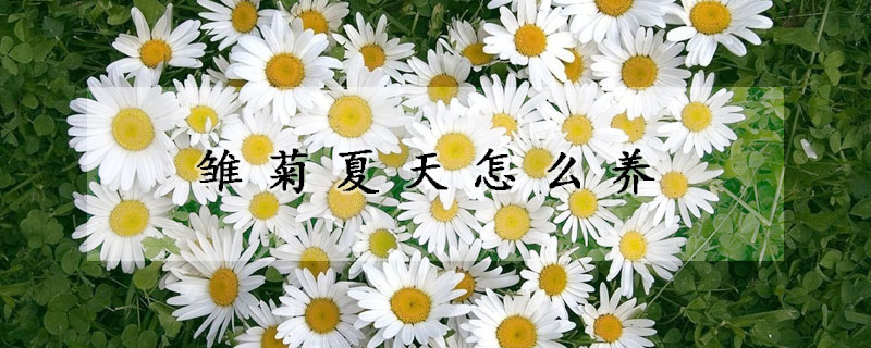 雏菊夏天怎么养