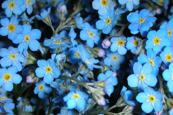 星辰花的花语