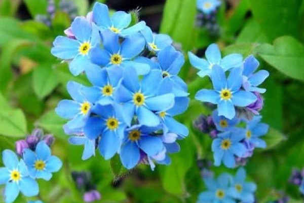 星辰花的花语
