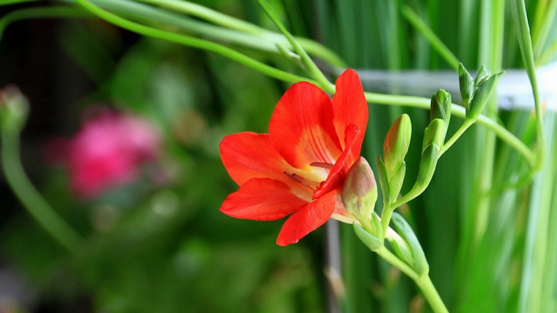 给姐姐送花送什么花合适