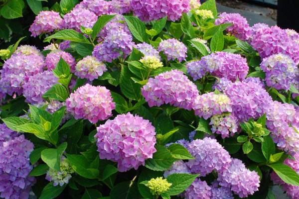 无尽夏绣球花的花语