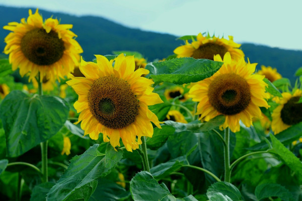 送幼儿园老师鲜花要选什么花