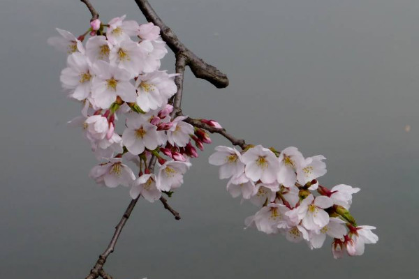 蓝色樱花的花语
