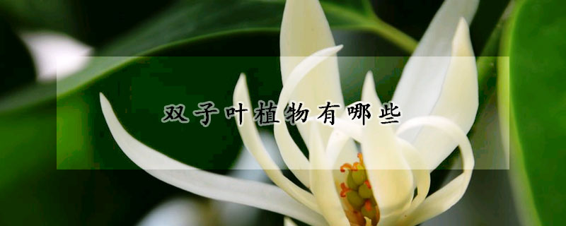 双子叶植物有哪些 发财农业网