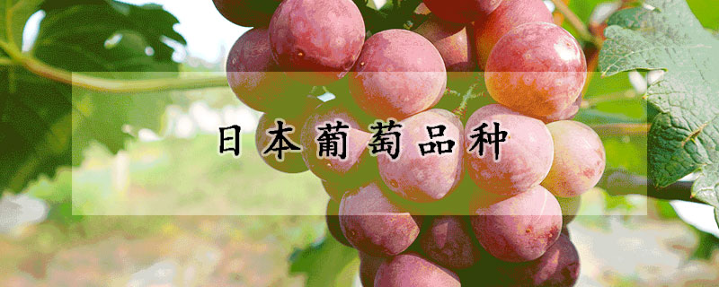 日本葡萄品种