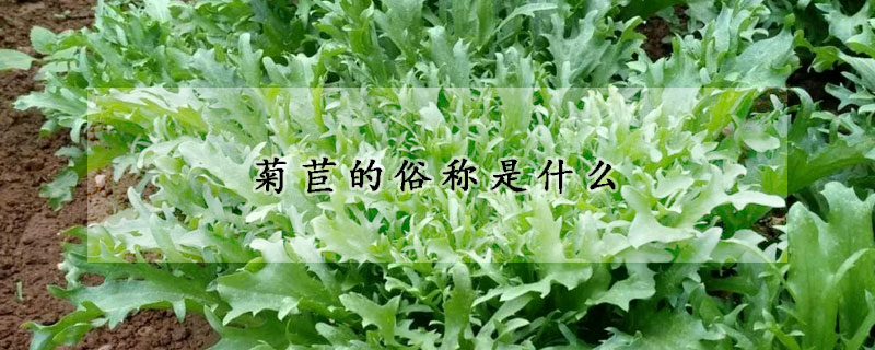 菊苣的俗称是什么