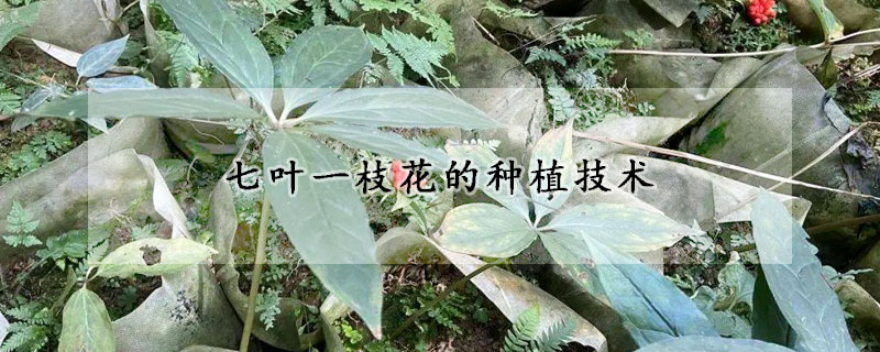 七叶一枝花的种植技术