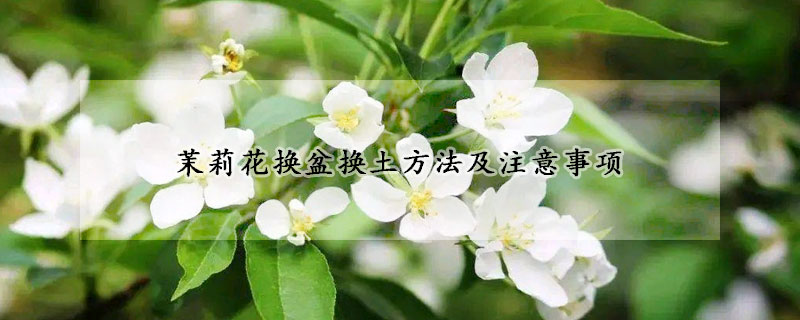 茉莉花换盆换土方法及注意事项