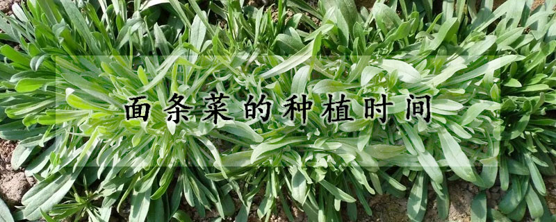 面条菜的种植时间