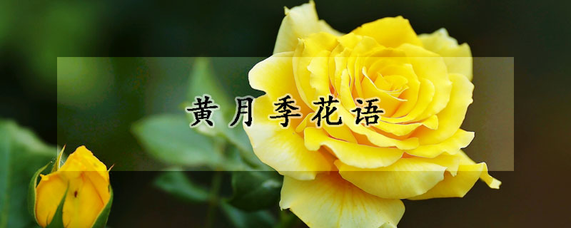 黄月季花语