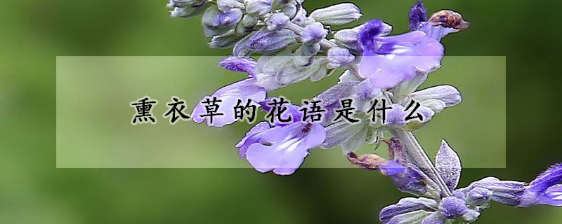 熏衣草的花语是什么