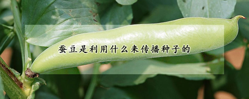 蚕豆是利用什么来传播种子的