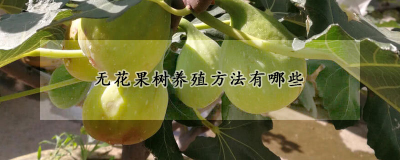 无花果树养殖方法有哪些