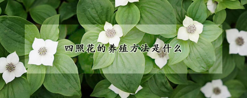 四照花的养殖方法是什么