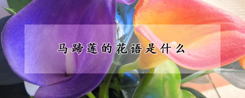 ​马蹄莲的花语是什么